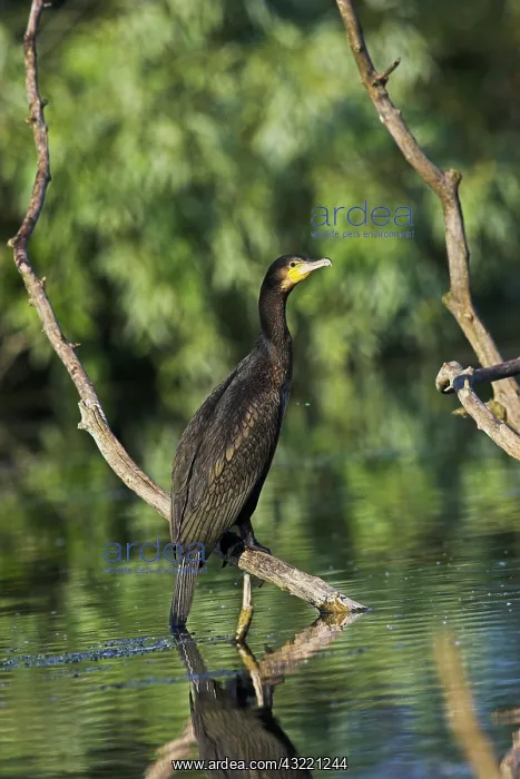 : Eurasian Cormorant (phalacrocorax carbo) : Eurasian Cormorant (phalacrocorax carbo)