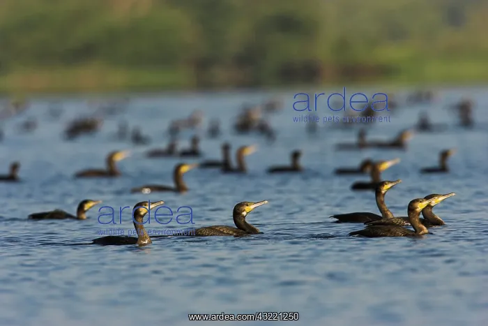 : Eurasian Cormorant (phalacrocorax carbo) : Eurasian Cormorant (phalacrocorax carbo)