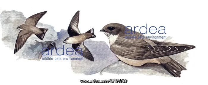 : Eurasian Crag-martin : Eurasian Crag-martin