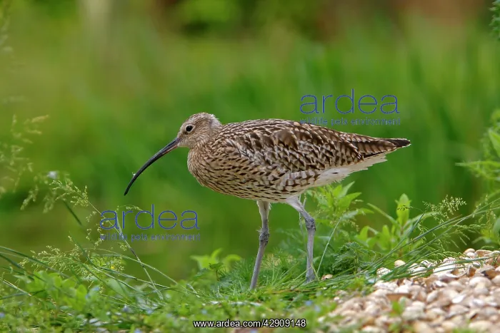 : Eurasian Curlew : Eurasian Curlew