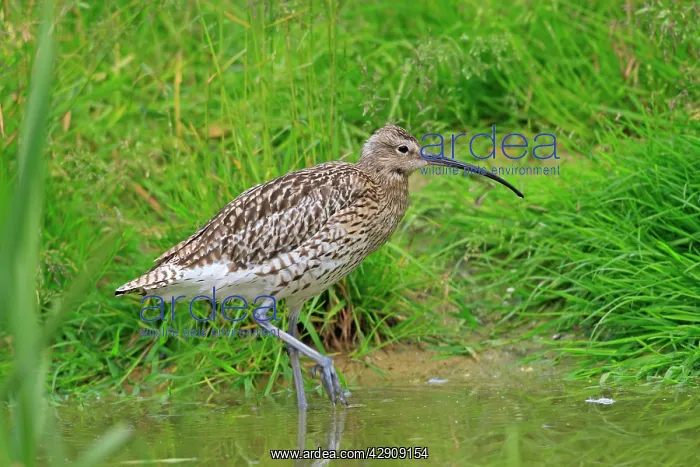 : Eurasian Curlew : Eurasian Curlew