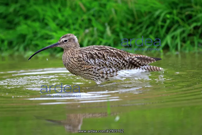 : Eurasian Curlew : Eurasian Curlew
