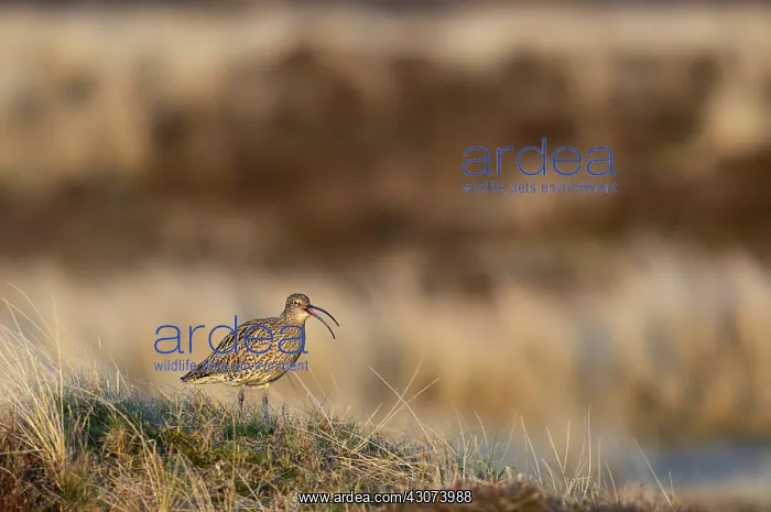 : Eurasian Curlew : Eurasian Curlew
