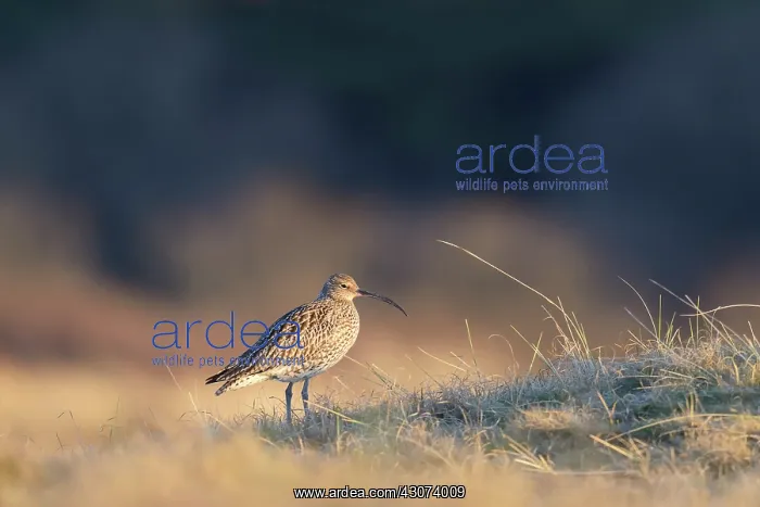 : Eurasian Curlew : Eurasian Curlew