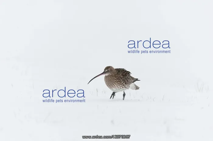 : Eurasian Curlew : Eurasian Curlew