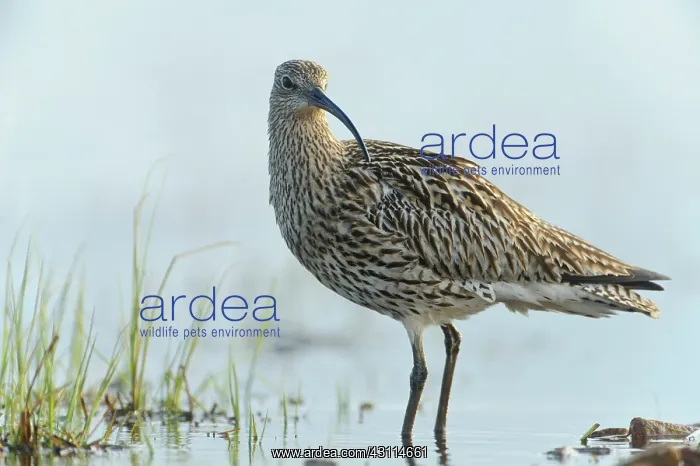 : Eurasian Curlew : Eurasian Curlew