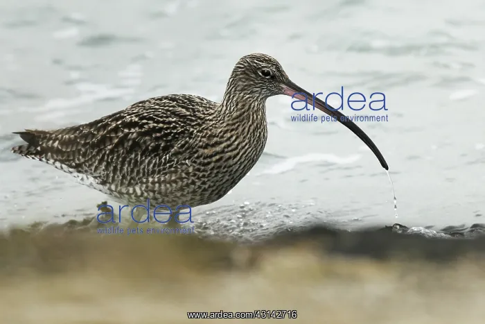 : Eurasian Curlew : Eurasian Curlew