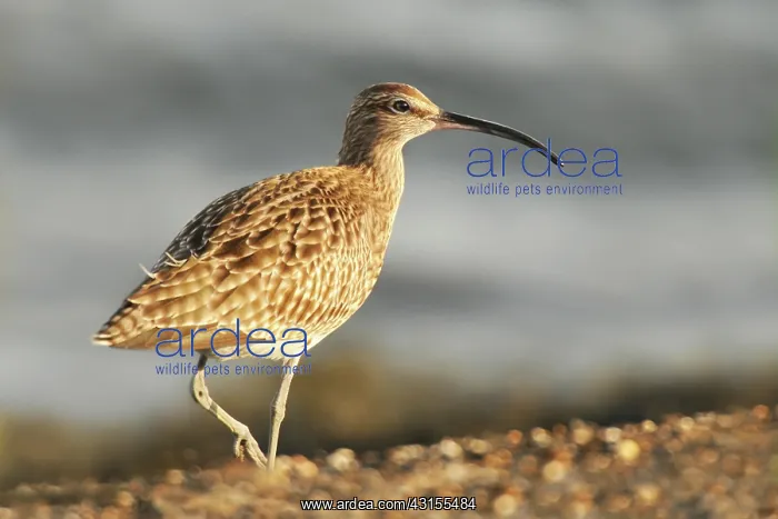 : Eurasian Curlew : Eurasian Curlew