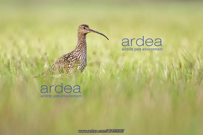  : Eurasian Curlew