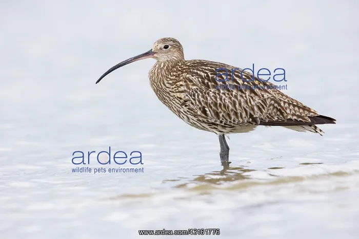 : Eurasian Curlew : Eurasian Curlew