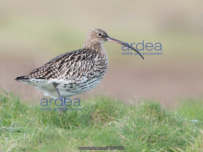 : Eurasian Curlew : Eurasian Curlew