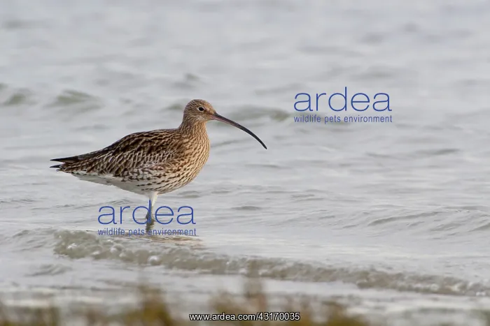 : Eurasian Curlew : Eurasian Curlew