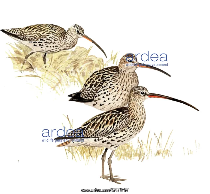 : Eurasian Curlew : Eurasian Curlew