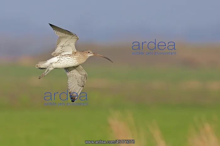 : Eurasian Curlew : Eurasian Curlew