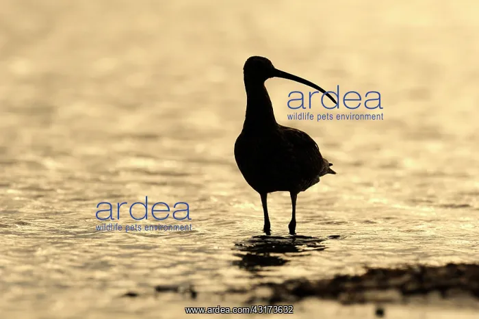 : Eurasian Curlew : Eurasian Curlew