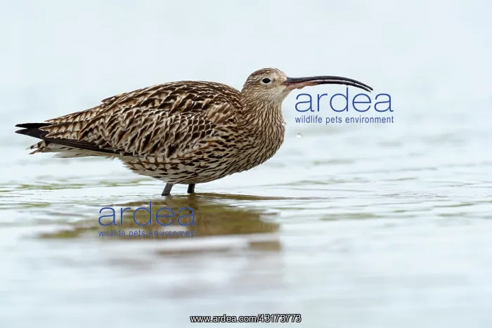 : Eurasian Curlew : Eurasian Curlew