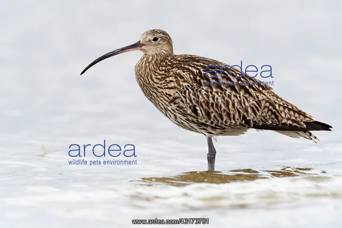 : Eurasian Curlew : Eurasian Curlew