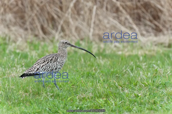 : Eurasian Curlew : Eurasian Curlew