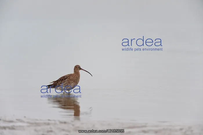 : Eurasian Curlew : Eurasian Curlew