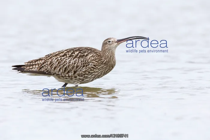 : Eurasian Curlew : Eurasian Curlew