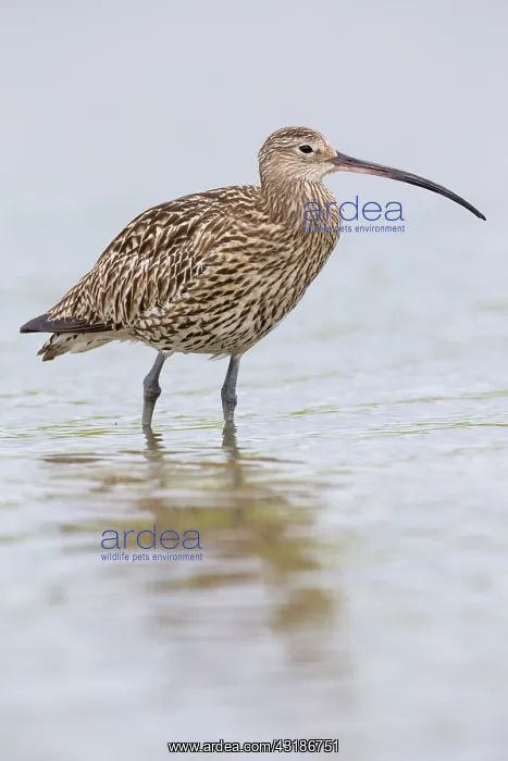 : Eurasian Curlew : Eurasian Curlew