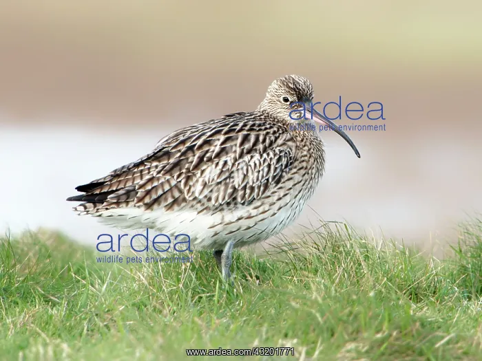: Eurasian Curlew : Eurasian Curlew