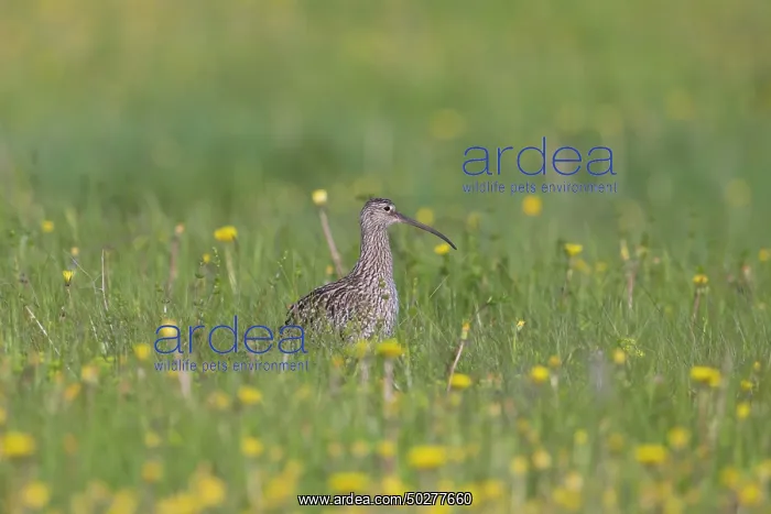 : Eurasian Curlew : Eurasian Curlew