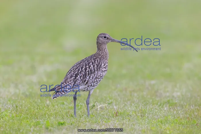 : Eurasian Curlew : Eurasian Curlew