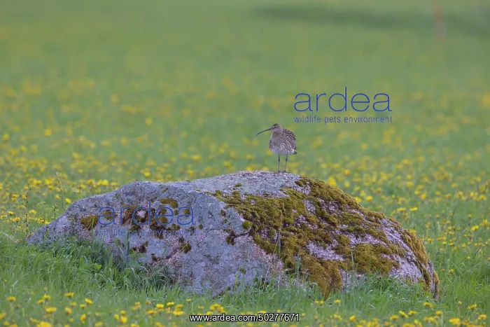 : Eurasian Curlew : Eurasian Curlew