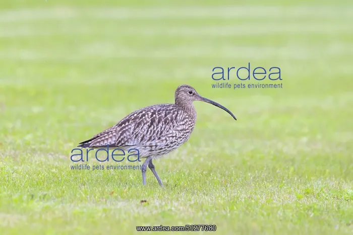 : Eurasian Curlew : Eurasian Curlew