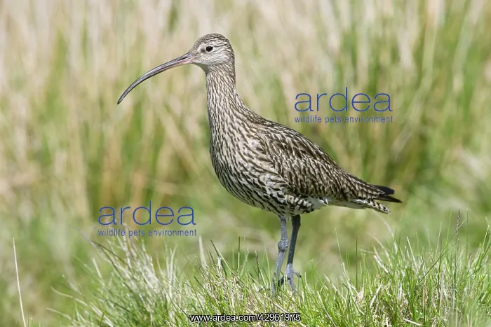 : Eurasian Curlew - adult : Eurasian Curlew - adult