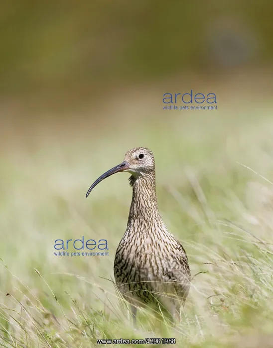 : Eurasian Curlew - adult : Eurasian Curlew - adult