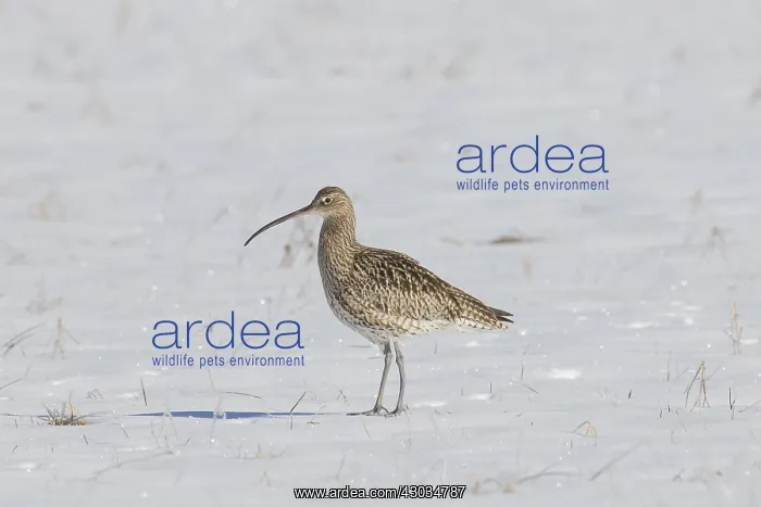  : Eurasian Curlew - adult bird in snow - Sweden