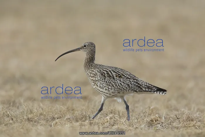  : Eurasian Curlew - adult bird - Sweden