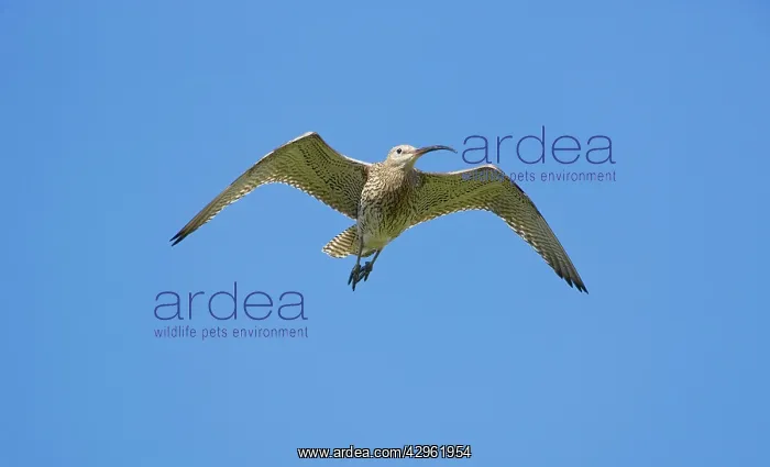 : Eurasian Curlew - adult in flight