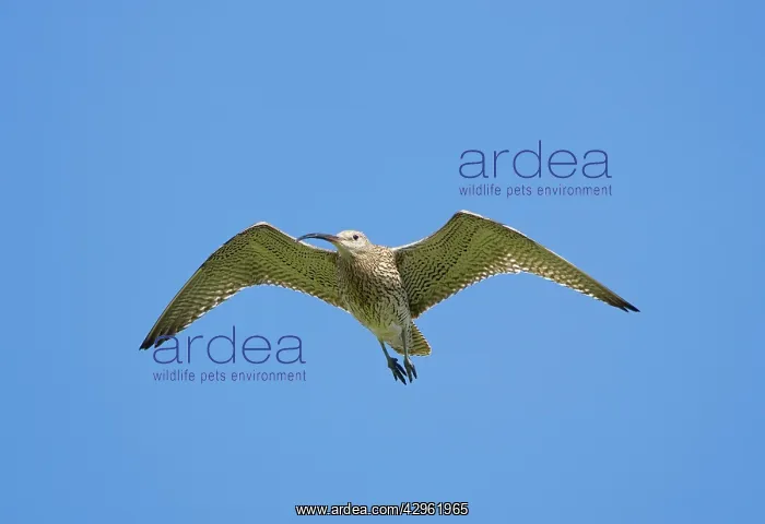 : Eurasian Curlew - adult in flight : Eurasian Curlew - adult in flight