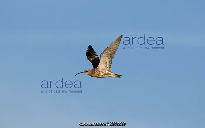 : Eurasian Curlew - in flight : Eurasian Curlew - in flight