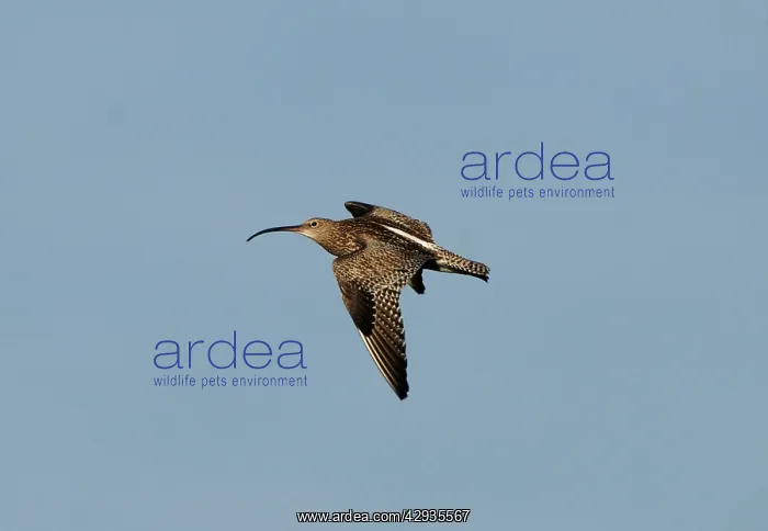 : Eurasian Curlew, in flight : Eurasian Curlew, in flight
