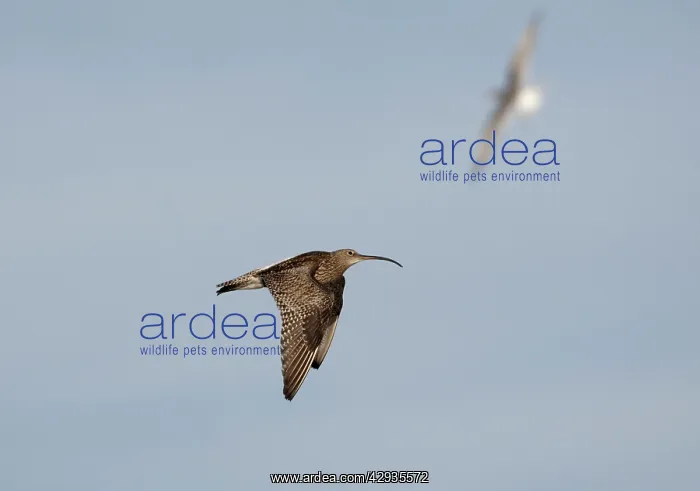 : Eurasian Curlew, in flight : Eurasian Curlew, in flight