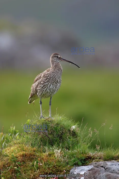 : Eurasian Curlew (Numenius arquata), adult, standing : Eurasian Curlew (Numenius arquata), adult, standing