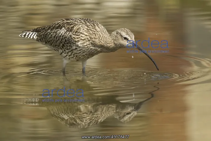 : Eurasian Curlew (Numenius arquata) : Eurasian Curlew (Numenius arquata)