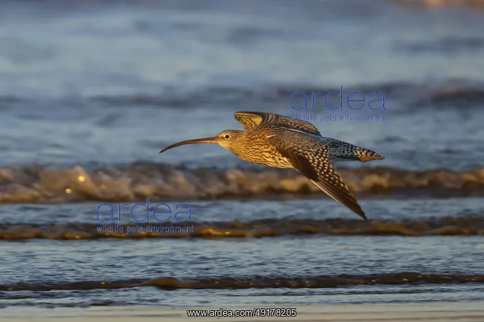 : Eurasian curlew (Numenius arquata) adult bird in flight over a coast shoreline : Eurasian curlew (Numenius arquata) adult bird in flight over a coast shoreline