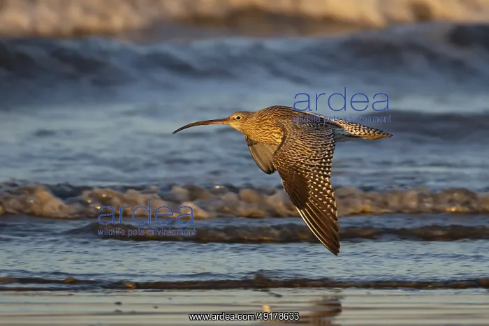 : Eurasian curlew (Numenius arquata) adult bird flying over a coastline : Eurasian curlew (Numenius arquata) adult bird flying over a coastline