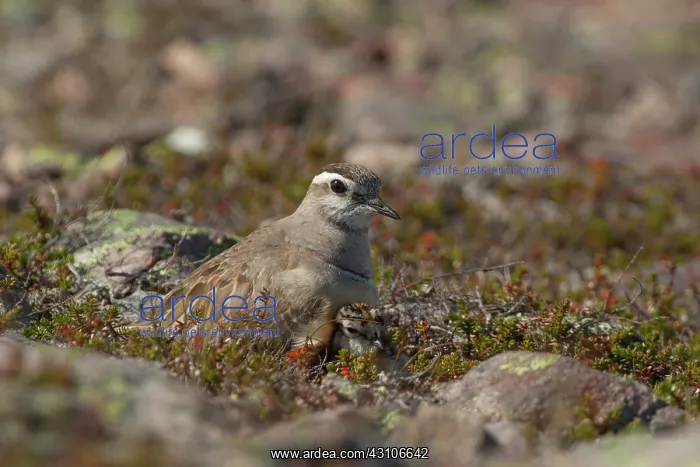 : Eurasian Dotterel : Eurasian Dotterel