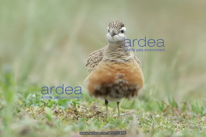 : Eurasian Dotterel : Eurasian Dotterel