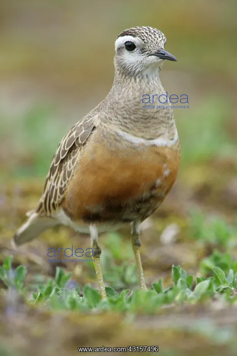 : Eurasian Dotterel : Eurasian Dotterel