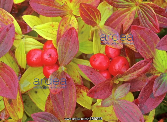 : Eurasian Dwarf Cornel - with berries and colourful : Eurasian Dwarf Cornel - with berries and colourful