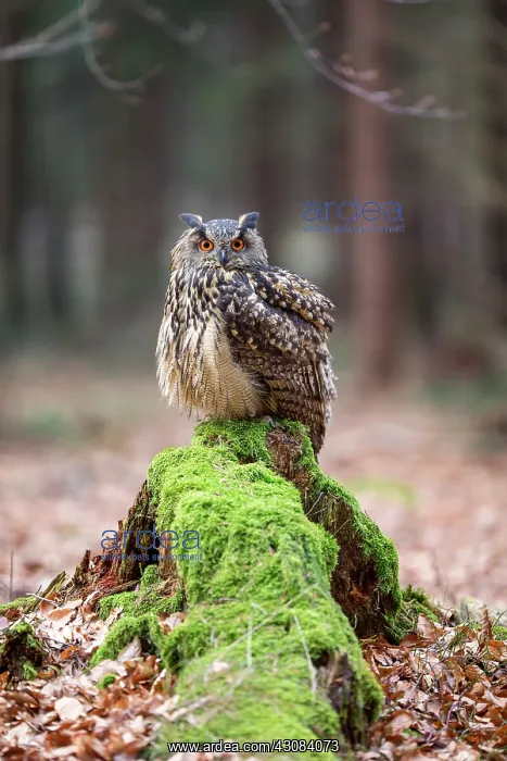 : Eurasian Eagle Owl : Eurasian Eagle Owl