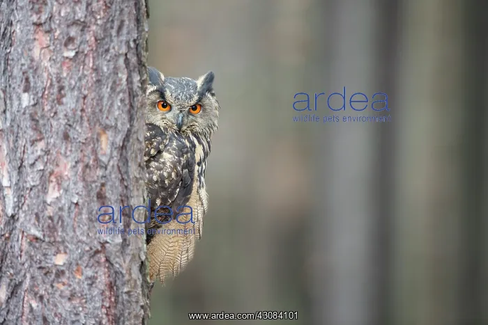 : Eurasian Eagle Owl : Eurasian Eagle Owl