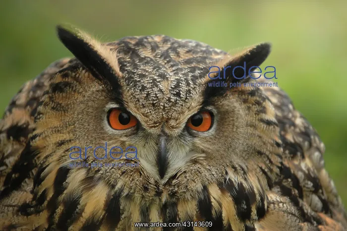 : Eurasian Eagle Owl : Eurasian Eagle Owl